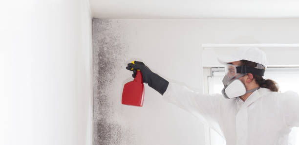 Best Commercial Mold Removal  in Taylor, AZ