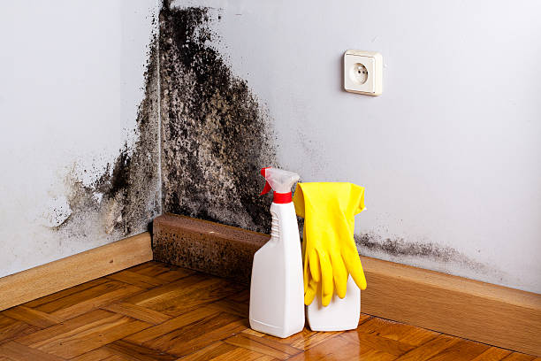 Best Local Mold Removal Service  in Taylor, AZ