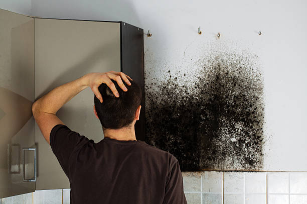 Best Certified Mold Removal  in Taylor, AZ