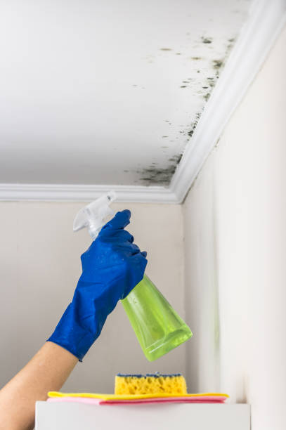 Best Black Mold Removal  in Taylor, AZ